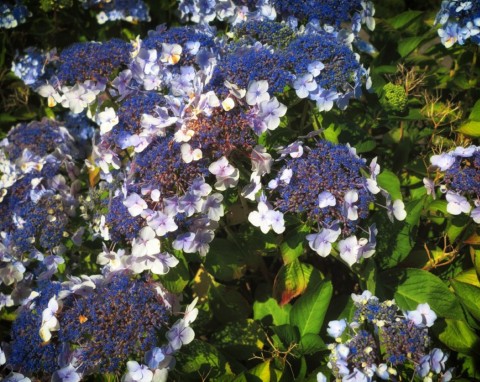 Hortensja omszona (Hydrangea aspera)