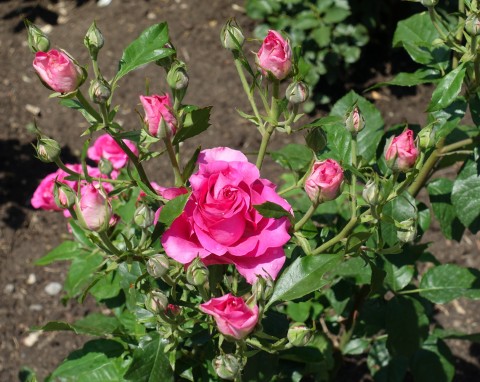 Jakie są korzyści z podlewania róż drożdżami? Dobrze dobierz proporcje, by im nie zaszkodzić
