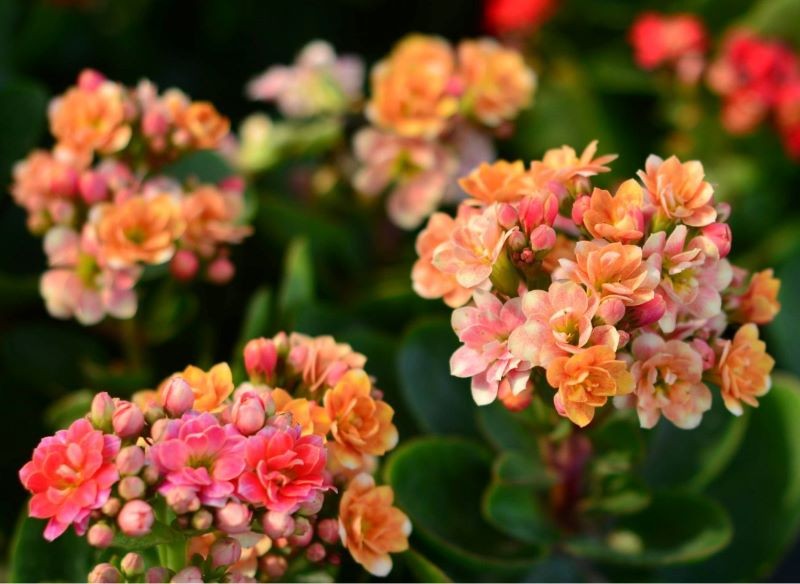 kalanchoe