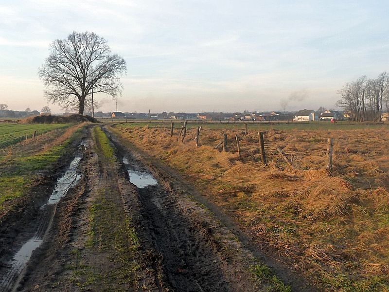 Rośliny, Odwilż