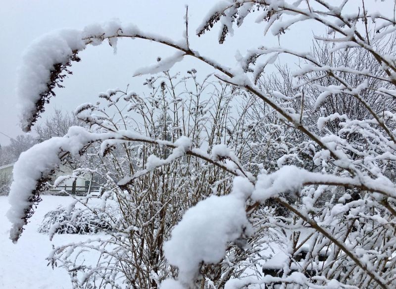 Czy motyli krzew może przemarznąć? 