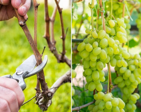 Jak pielęgnować winogrona po zbiorach? Te zabiegi gwarantują obfitszy plon