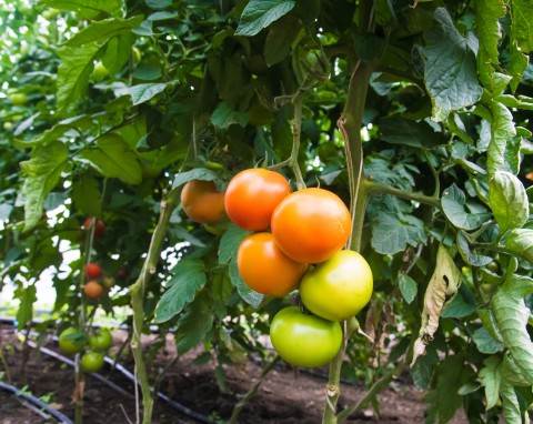 Tych pędów pomidorów nie wolno usuwać. Co można oberwać i kiedy to zrobić?