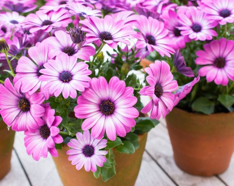 Osteospermum (Osteospermum)