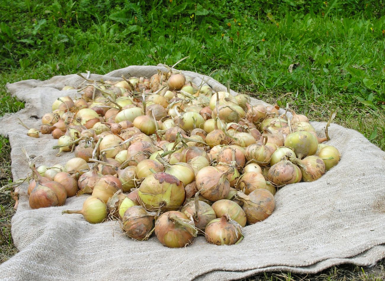  Cebule na zimę przechowuje tylko w ten sposób. Jest twarda jak kamień