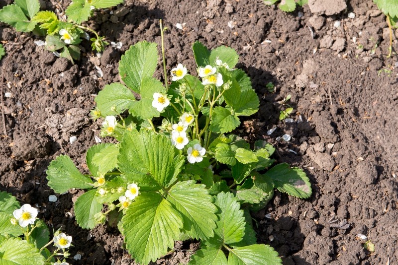 nawóz na duże i soczyste truskawki  