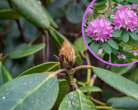 Co zrobić, żeby rododendron zakwitł w przyszłym roku? Pięć ważnych zabiegów jesienią