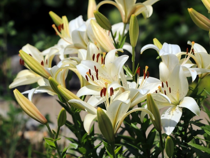 kiedy najlepiej sadzić lilie