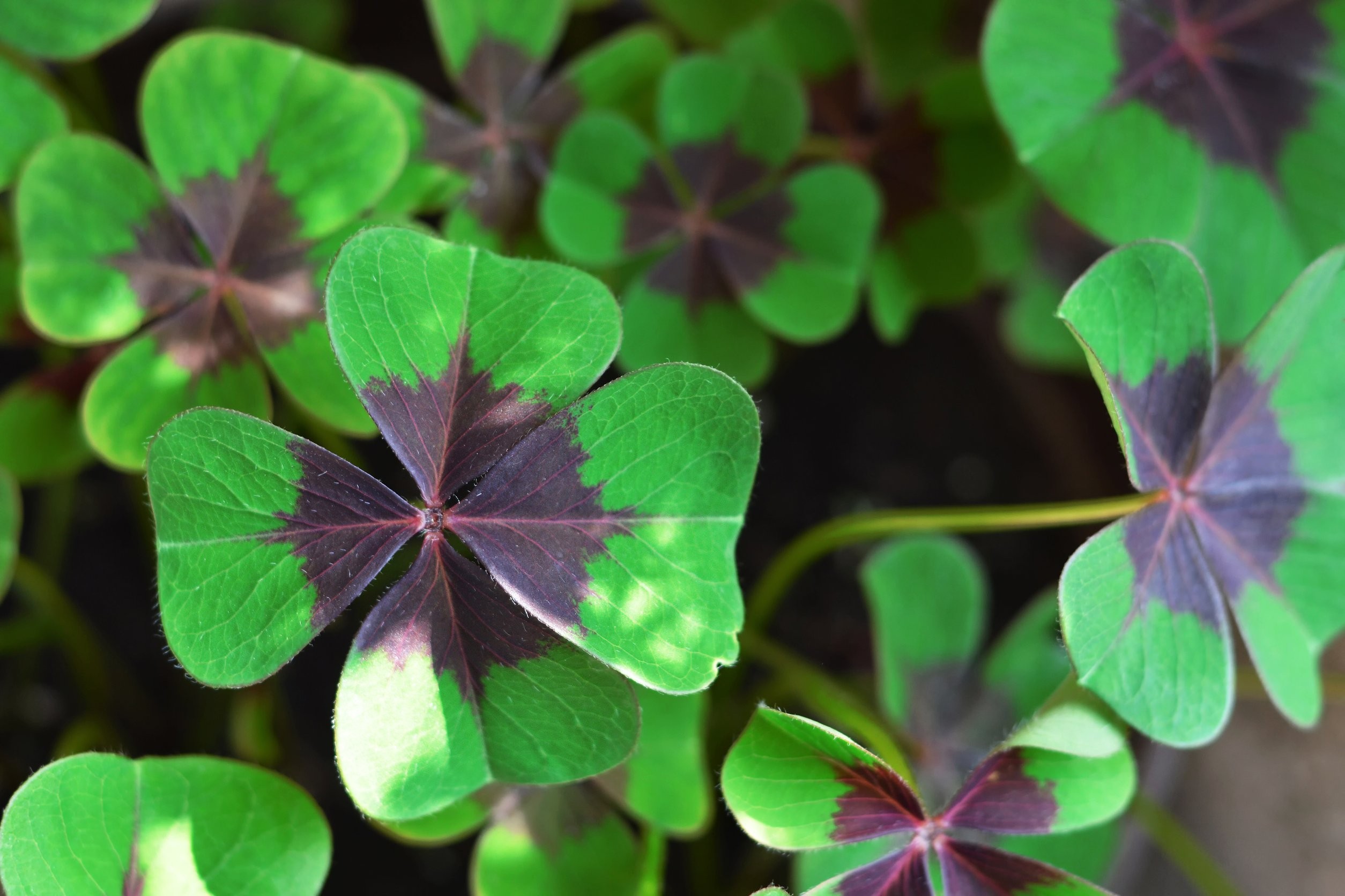 szczawik czterolistny