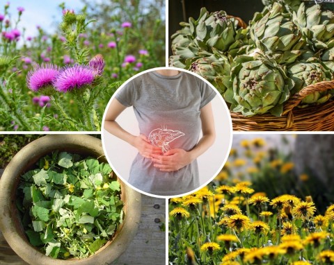 7 sprawdzonych roślin, które pomogą, gdy boli wątroba. Kilka z nich to chwasty, które omijasz szerokim łukiem