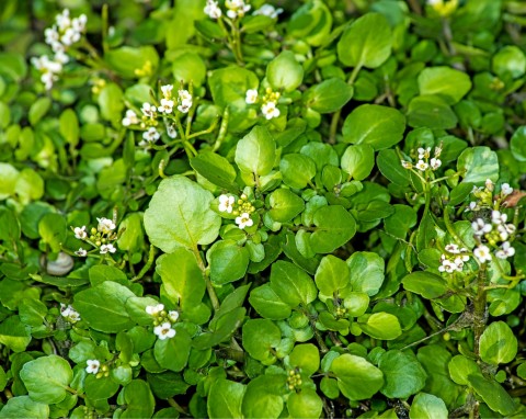 Rukiew wodna (Nasturtium officinale)