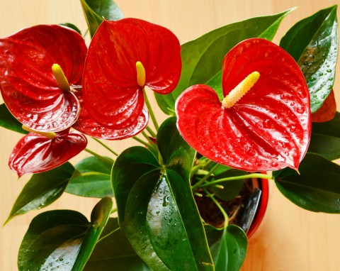 Anturium (Anthurium)