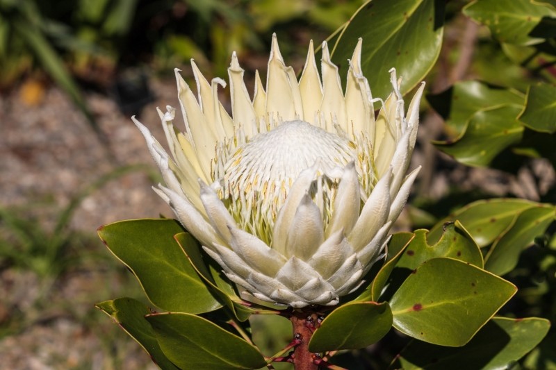 protea królewska
