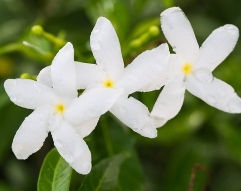 Jaśmin lekarski (Jasminum officinale)