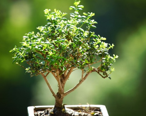 Drzewko, które można uprawiać w domu i ogrodzie, pachnie jak dobre perfumy. Jak pielęgnować bonsai Syzygium?