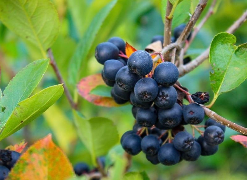 aronia