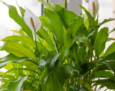 Zasychanie końcówek liści roślin doniczkowych. Zmień jeden powszechny nawyk, szybko się zazielenią