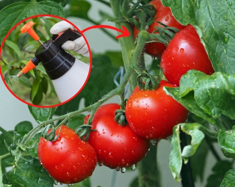 Jak odżywiać pomidory? Nawet najbardziej zmarnowane pomidory odżyją i wydadzą mnóstwo owoców
