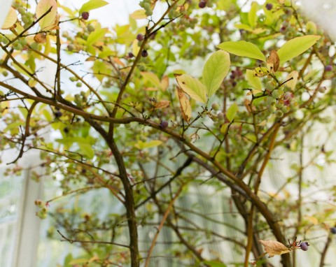 Zamiast wywozić, wykorzystaj w ogrodzie. Stare ubrania i szmaty pomogą w pielęgnacji roślin