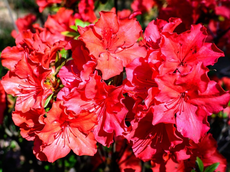 Najtrwalsze kwiaty cięte do wazonu. Nie potrzebują wspomagaczy, by pięknie wyglądać