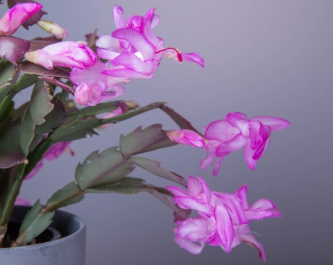 Czy można nawozić grudnika fusami z kawy? Cała prawda o tym popularnym nawozie