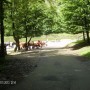 Pozostałe, PIENIŃSKI PARK NARODOWY - SZCZAWNICA - DEPTAK NAD DUNAJCEM PO SŁOWACKIEJ STRONIE