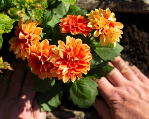 Pędzenie dalii i prosta metoda zimowego rozmnażania. Będą kwitły bajecznie