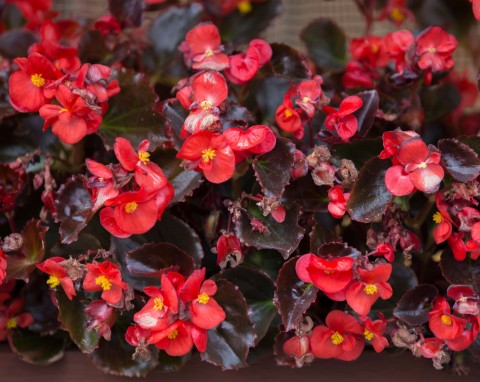 Begonia stale kwitnąca (Begonia semperflorens)