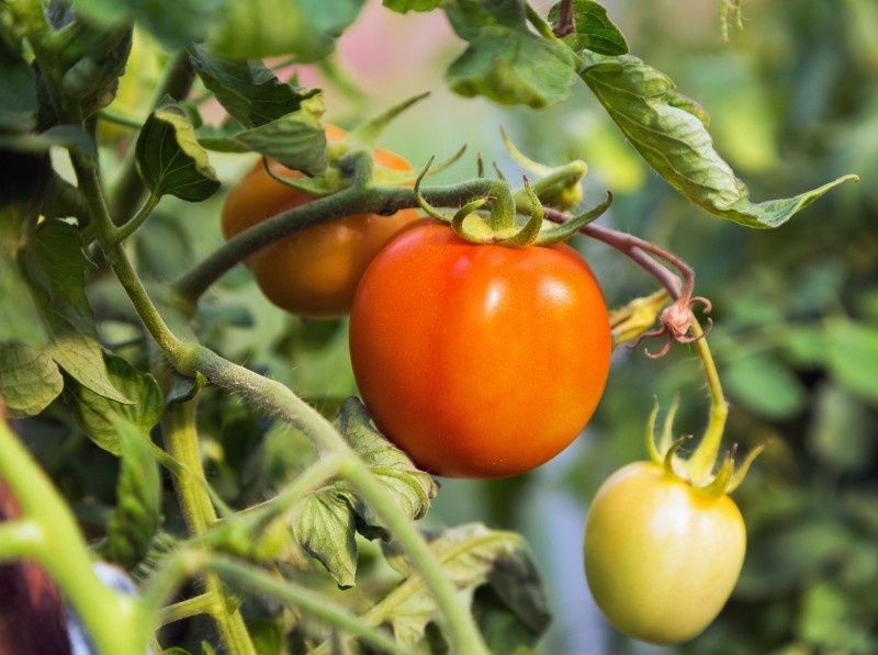 co zrobić gdy żółkną liście pomidorów