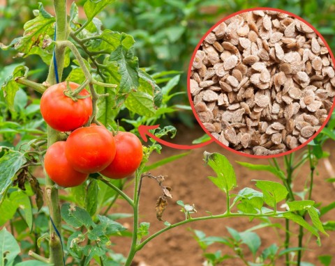 Jak zbierać nasiona pomidorów, żeby posadzić je w przyszłym roku? Kluczowe jest ich przechowywanie