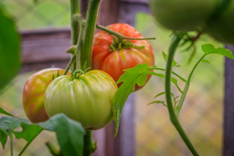 dlaczego na pomidorach pojawiają się żółte piętki