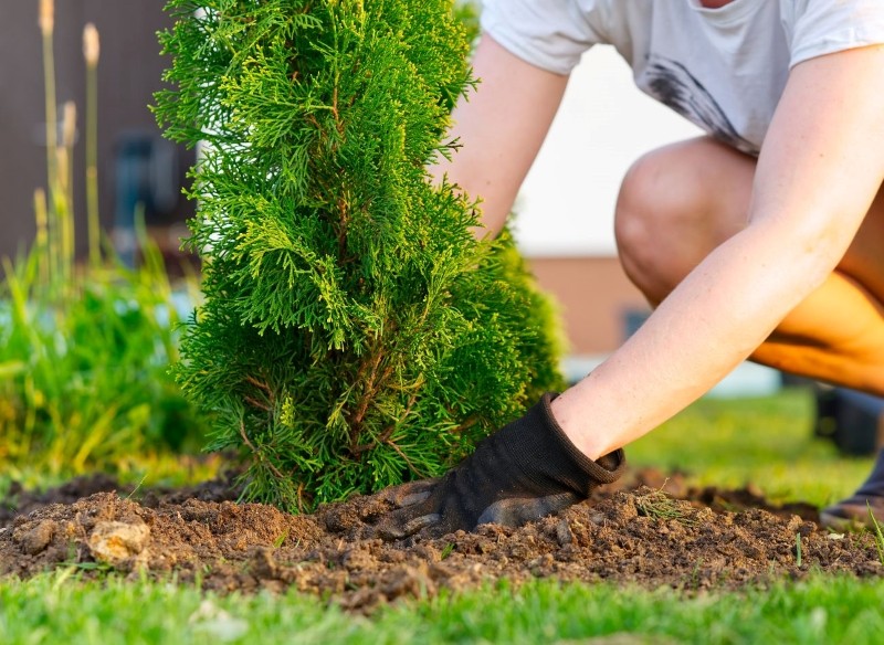 kiedy i jak sadzimy żywopłot