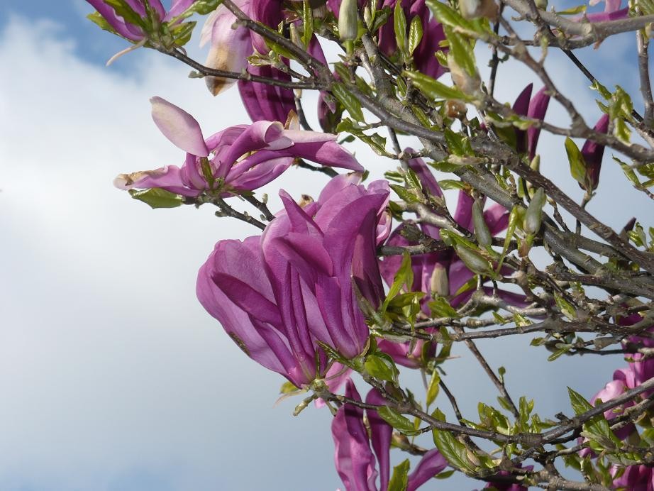 Pozostałe, W maju jak w gaju................czyli wiosenne wariacje w parku - ...........i kwiat magnolii.........