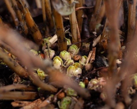 Przycinanie hortensji bukietowej. Najlepsza technika na dużo bujnych kwiatów