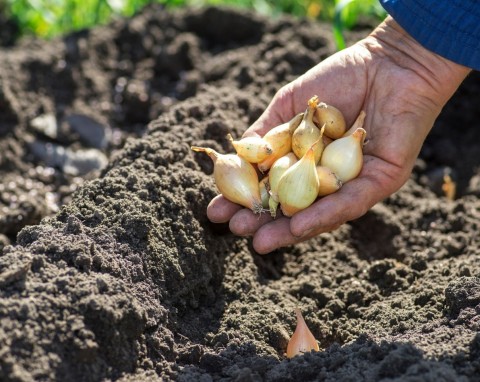 Sposób na sadzenie cebuli dymki jesienią. Korzenie nie będą gniły, a plon będzie wczesny