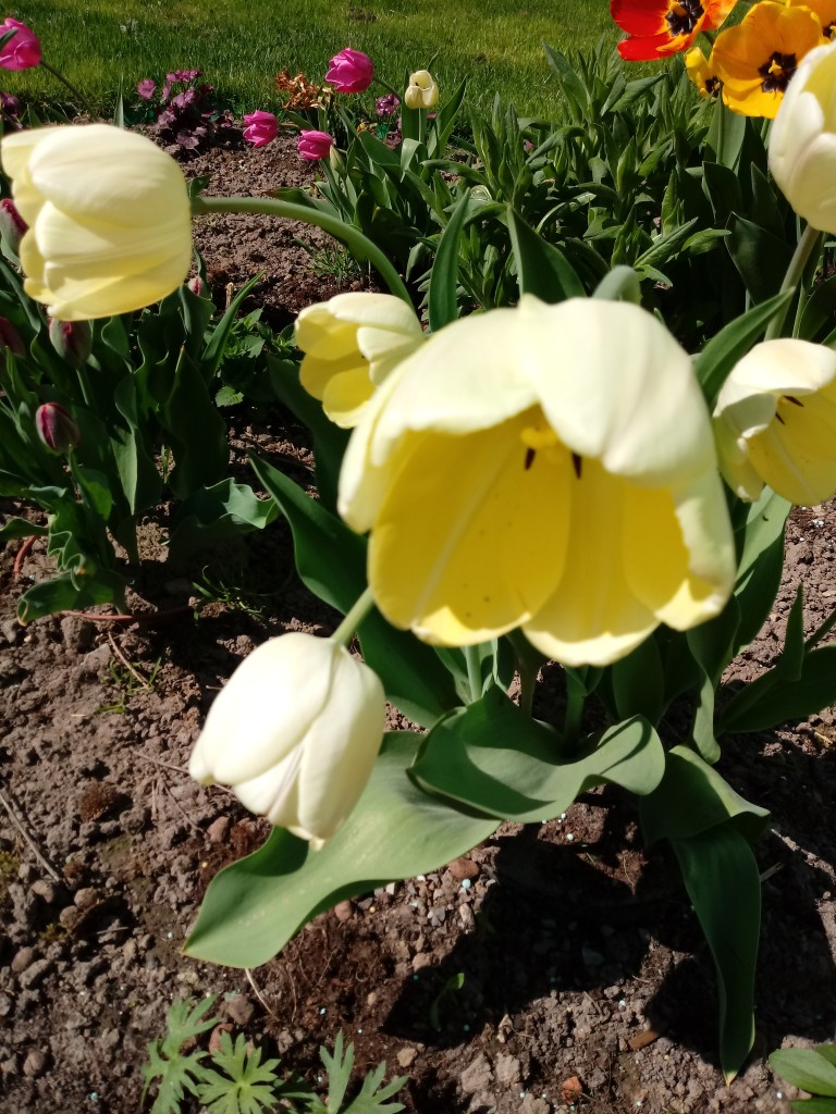 Rośliny, Kiedy znów zakwitną tulipany?