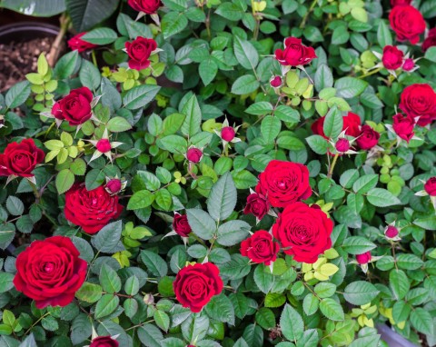 Zakop teraz pod krzewami róż. Dostaną dawkę żelaza i ochronę, a kwiaty zyskają intensywny kolor