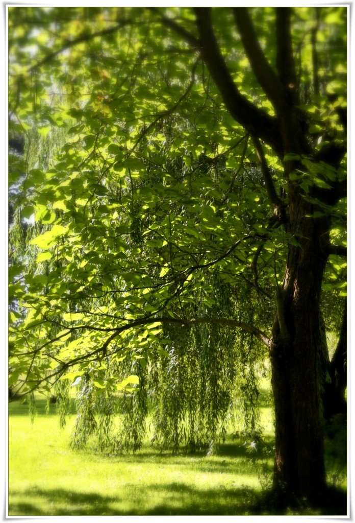 Leśne klimaty, Szybki wypad za miasto..