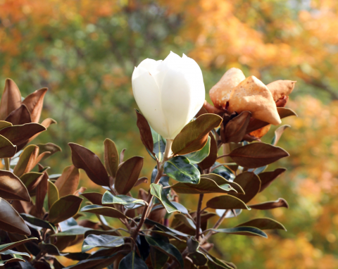 9 roślin, których nie wolno przycinać w listopadzie. Na wiosnę mogą nie zakwitnąć