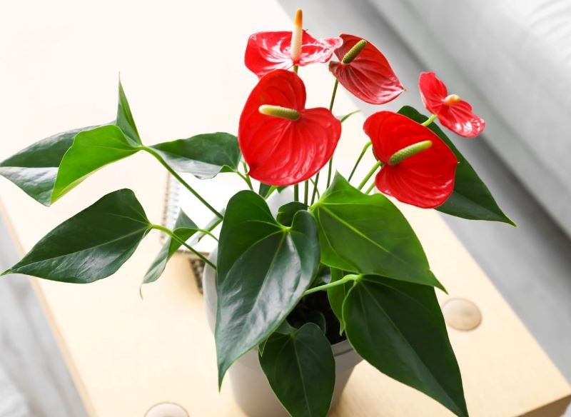 Kwiaty są najpiękniejszą ozdobą anturium.