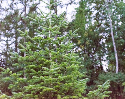 Jodła szlachetna (Abies procera)