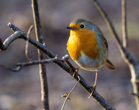 Zostaw im porządną garść w karmniku. Rudziki uwielbiają, więc będą często przylatywać