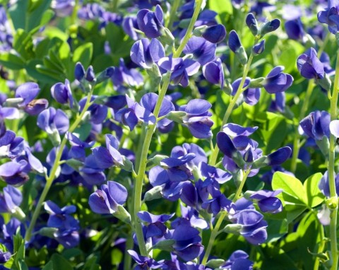 Byliny wieloletnie zimujące w gruncie. Raz posadzisz i masz piękne kwiaty na wiele lat