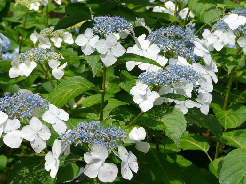 Hortensja ogrodowa 'Veitchii'