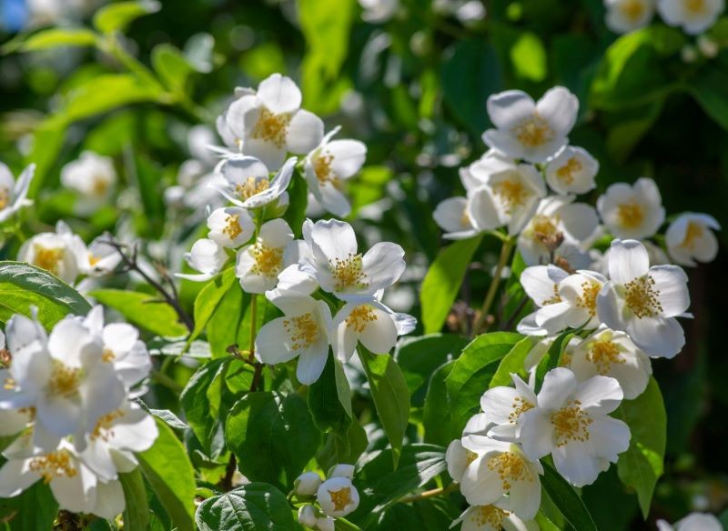 Jaśminowiec wyrośnie nawet w niezbyt urodzajnej glebie.