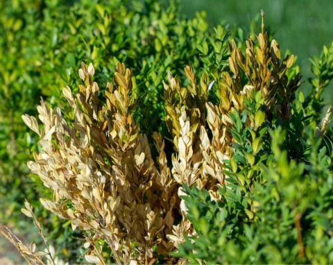 Wylej na bukszpan jeszcze w lutym. Pozbędziesz się larw ćmy bukszpanowej i uratujesz krzew