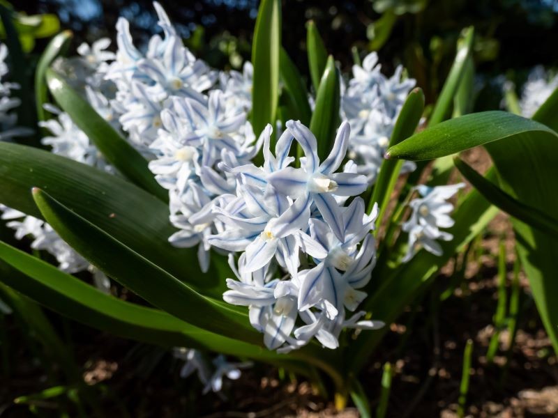 Puszkinie przypominają hiacynty, ale są od nich mniej popularne.