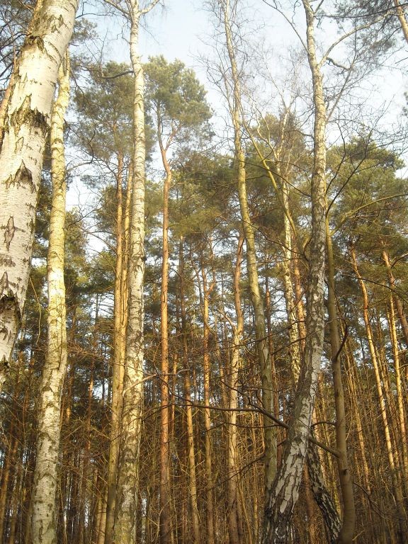 Pozostałe, Moje dzisiejsze poszukiwanie wiosny................