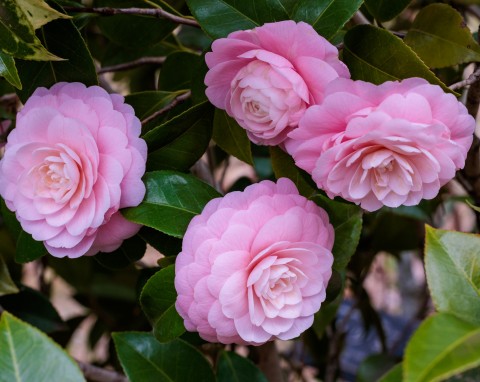 Elegancka konkurentka róży, która kwitnie od zimy do wiosny. Ma wiele pięknych odmian i zimozielone liście