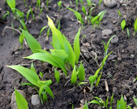 Wysiej w listopadzie, zacznie wschodzić już w marcu. Warto mieć w ogrodzie, bo ma dużo właściwości leczniczych